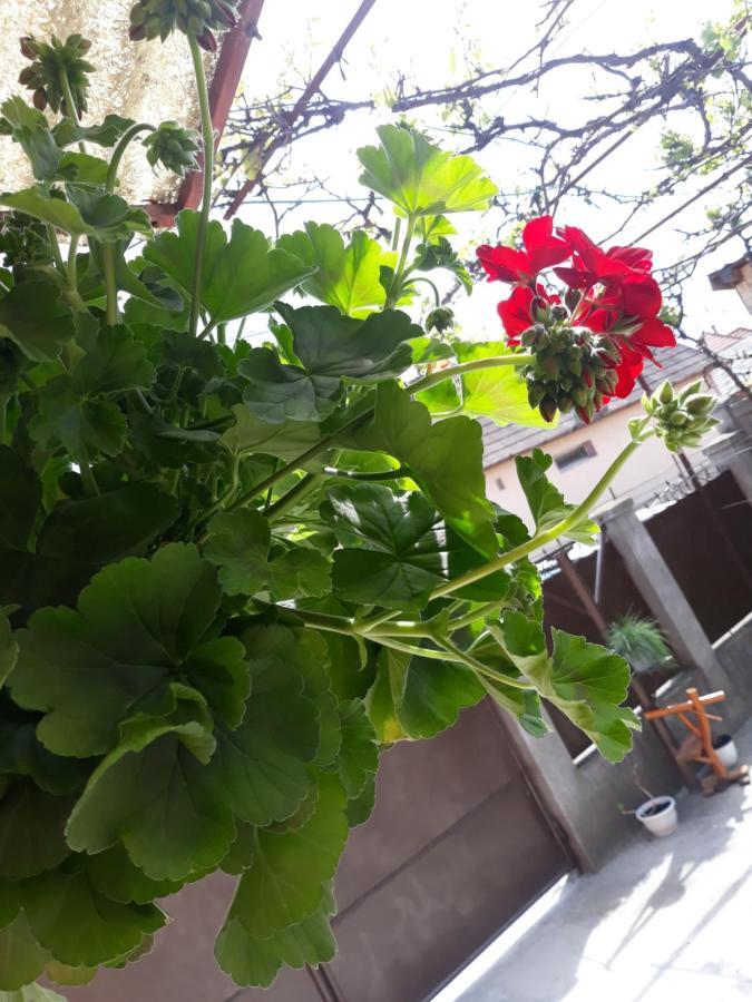 투르다 Casa Mara 빌라 외부 사진